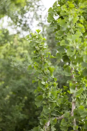 GINKGO BILOBA 15L - image 2