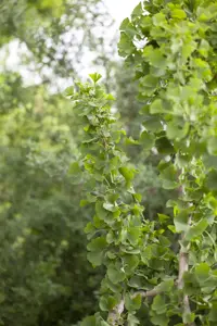 GINKGO BILOBA 15L - image 2