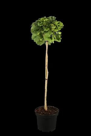 Ginkgo biloba - P9 - image 1