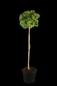 Ginkgo biloba