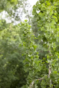 Ginkgo biloba - P9 - image 2
