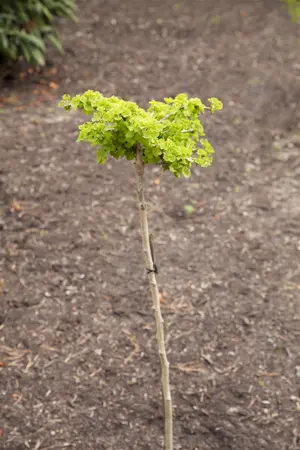 Ginkgo biloba - 175-200 CM C5 Caned - image 5