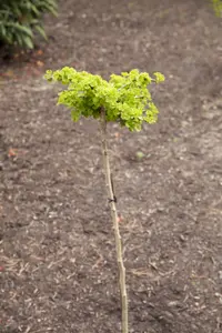 Ginkgo biloba - 175-200 CM C5 Caned - image 5
