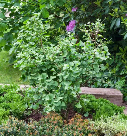 Ginkgo biloba - MULTISTEM 300-350 CM CONT - image 4
