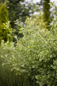 Ginkgo biloba 'Autumn Gold' - 100-125 CM C7.5 - image 2