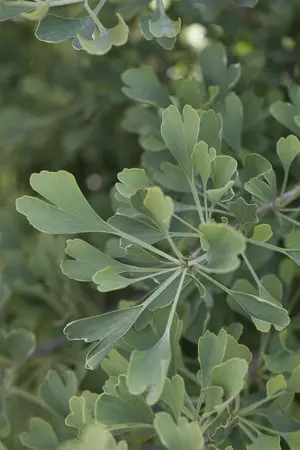 Ginkgo biloba 'Autumn Gold' - 100-125 CM C7.5 - image 3