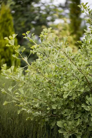 Ginkgo biloba 'Autumn Gold' - 60-80 CM C7.5 - image 2