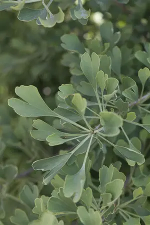 Ginkgo biloba 'Autumn Gold' - 60-80 CM C7.5 - image 3
