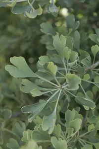 Ginkgo biloba 'Autumn Gold' - 60-80 CM C7.5 - image 3