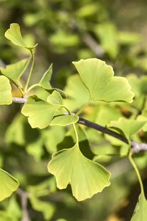 Ginkgo biloba 'Denise' - HO 6-8 CM FEATHERED RB