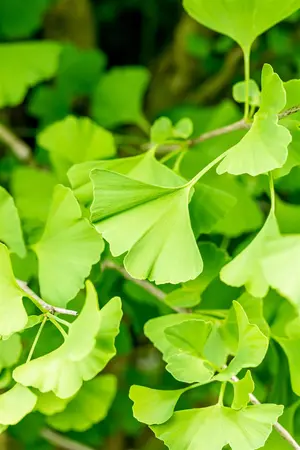Ginkgo biloba 'Fastigiata' - 250-300 CM FTH WHIP C35 - image 3
