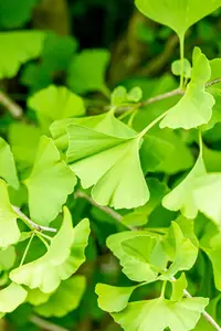 Ginkgo biloba 'Fastigiata' - 60-80 CM C2 WHIP - image 3