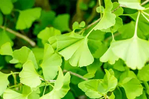 Ginkgo biloba 'Fastigiata'