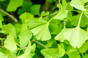 Ginkgo biloba 'Fastigiata' - 250-300 CM FTH WHIP C35 - image 2