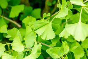Ginkgo biloba 'Fastigiata' - 60-80 CM C3 WHIP - image 1