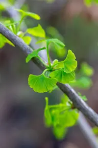 Ginkgo biloba 'Fastigiata Blagon' - 50-60 CM C7.5 - image 1