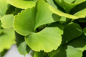 Ginkgo biloba 'Fastigiata Blagon'