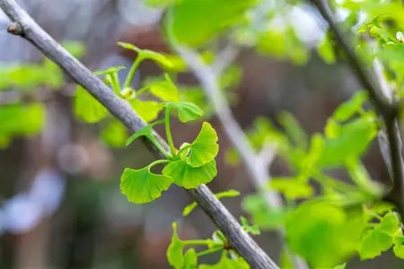 Ginkgo biloba 'Fastigiata Blagon' - 50-60 CM C5 - image 3