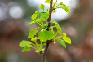 Ginkgo biloba 'Fastigiata Blagon' - 50-60 CM C5 - image 4