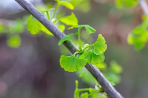 Ginkgo biloba 'Fastigiata Blagon' - 50-60 CM C5 - image 5