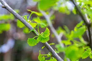 Ginkgo biloba 'Fastigiata Blagon' - 12-14HO RB FEATH - image 3