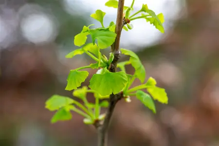 Ginkgo biloba 'Fastigiata Blagon' - 150-175 CM C20 - image 4
