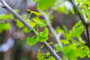 Ginkgo biloba 'Fastigiata Blagon' - 100-125 CM C5 WHIP - image 2
