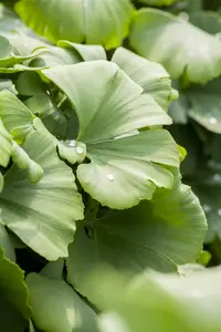 Ginkgo biloba 'Globus'