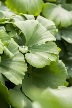 Ginkgo biloba 'Globus' - STEM 225 CM, GIRTH 12-14 CM C35 - image 1