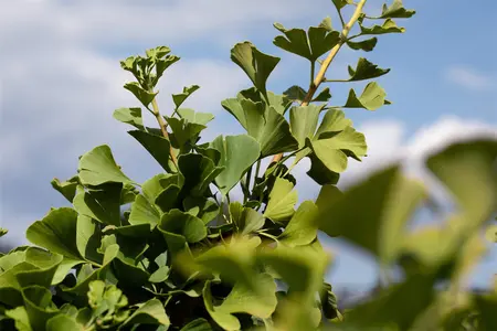 Ginkgo biloba 'Globus' - STEM 200 CM, GIRTH 8-10 CM C25 - image 3