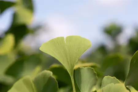 Ginkgo biloba 'Globus' - STEM 200 CM, GIRTH 8-10 CM C25 - image 4