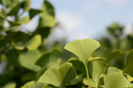 Ginkgo biloba 'Globus' - STEM 200 CM, GIRTH 8-10 CM C25 - image 5