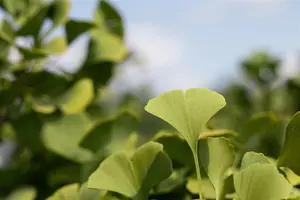 Ginkgo biloba 'Globus' - STEM 200 CM, GIRTH 8-10 CM C25 - image 5