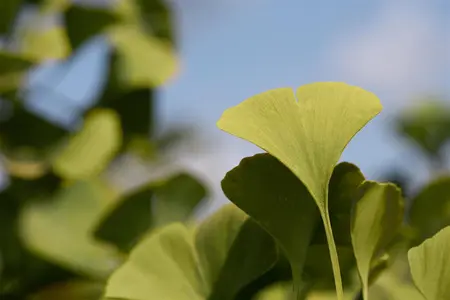 Ginkgo biloba 'Globus' - STD 14-16 CM CONT - image 2