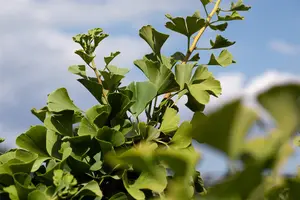 Ginkgo biloba 'Globus' - STEM 225 CM, GIRTH 12-14 CM C35 - image 3