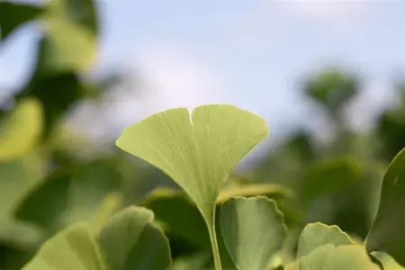Ginkgo biloba 'Globus' - STEM 225 CM, GIRTH 12-14 CM C35 - image 4