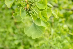 Ginkgo biloba 'Horizontalis' - STEM 225 CM, GIRTH 10-12 CM RB