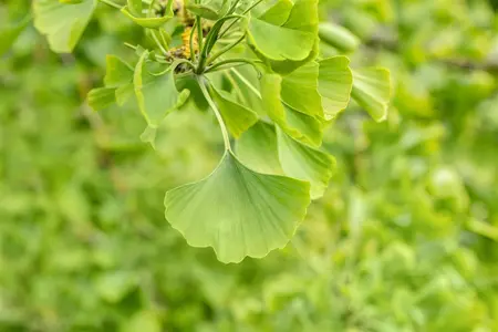 Ginkgo biloba 'Horizontalis' - STD 10-12 CM FANTRAINED ROOF CONT