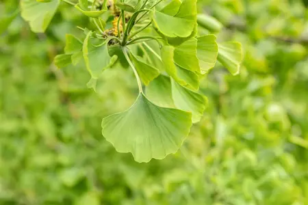 Ginkgo biloba 'Horizontalis' - STEM 225 CM, GIRTH 8-10 CM C25