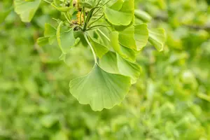 Ginkgo biloba 'Horizontalis' - STEM 225 CM, GIRTH 8-10 CM C25