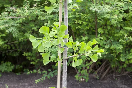Ginkgo biloba 'Kabouter' - 30-40 CM C3 - image 3