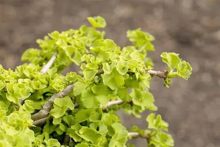 Ginkgo biloba 'Kabouter' - 30-40 CM C3 - image 5
