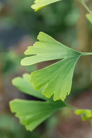 Ginkgo biloba 'Little Emperor' - 30-40 CM C5 - image 3