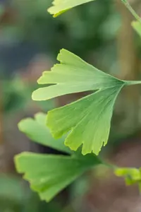 Ginkgo biloba 'Little Emperor' - 30-40 CM C5 - image 3