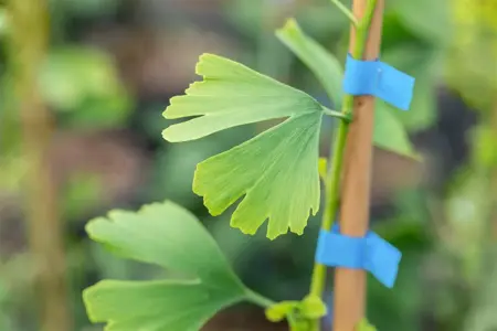 Ginkgo biloba 'Little Emperor' - 30-40 CM C5 - image 2
