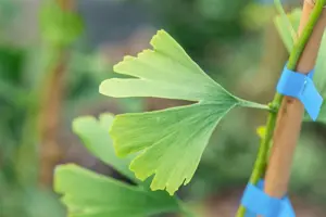 Ginkgo biloba 'Little Emperor' - 30-40 CM C5 - image 4