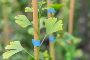 Ginkgo biloba 'Little Emperor'