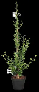 Ginkgo biloba 'Little Emperor' - 30-40 CM C5 - image 5