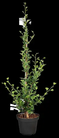 Ginkgo biloba 'Little Emperor' - 40 CM STEM C5 - image 5