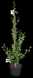 Ginkgo biloba 'Little Emperor' - 40 CM STEM C5 - image 5